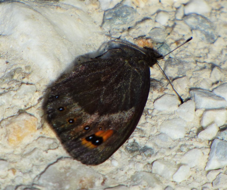 Erebia meolans?  S, femmina